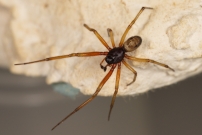 La Fausse Veuve noire. Un mle (Araneae - Theridiidae - Steatoda nobilis)